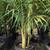 King Palm🌴 8 thumbnail