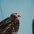 Affordable Animal Photography 11 thumbnail