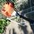 Stihl FS76 String Trimmer (Weed-Eater) 18 thumbnail