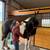 Flashy Draft Cross Gelding 3 thumbnail