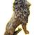 Large Lion Teakwood Sculpture ( Sitting) 4 thumbnail