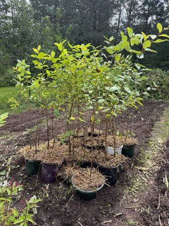 Hybrid Poplar Trees in Pots 1