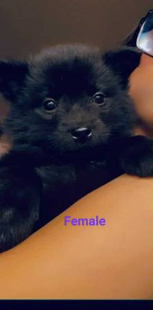 Chimo's (cruce de esquimal americano y chow)63661192665217120