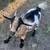 Nigerian dwarf goat herd 8 thumbnail