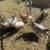 Chickens and ducks 6 thumbnail