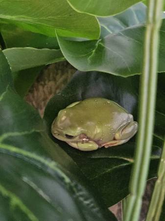 Whites Tree Frogs (Arvada)63679587633795124