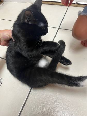 Dos gatitos necesitan reubicación (Killeen)63839345074819121