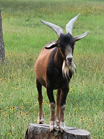 Pygmy Buck Goat 1