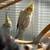 Rehoming  cockatiels 1 thumbnail