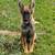 Akc German Shepherd 1 thumbnail