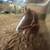 AQHA Gelding 7 thumbnail