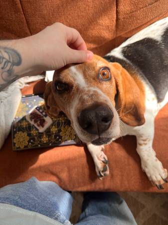 Basset Hound dulce y cariñoso necesita hogar para siempre (Baltimore)63669519406337122