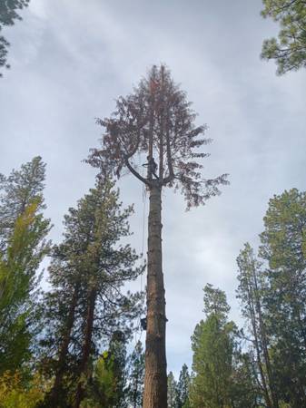 Quality Professional Tree work 1