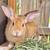 Meat Rabbits 1 thumbnail