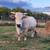 Mini Zebu Mini Jersey Steer 3 thumbnail