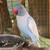 Indian ringneck 1 thumbnail
