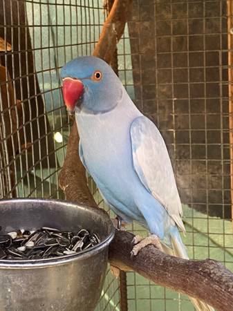 Indian ringneck 1