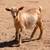 Registered Nigerian dwarf goats 5 thumbnail