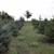 Fall is the BEST TIME to transplant trees! Perfect Blue Spruce Trees. 9 thumbnail