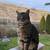 Outdoor cat 2 thumbnail