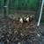 Feeder pigs $125 3 thumbnail
