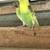 Parakeets $20 each 5 thumbnail