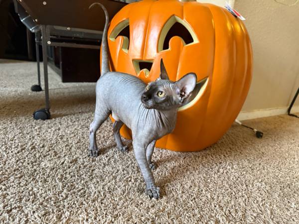 Sphynx cat (Las Vegas)63860184151683120