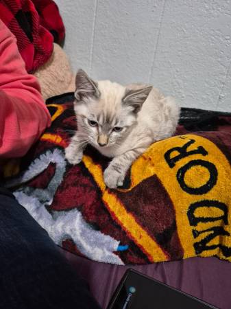 Siamese (macho)64209694352129121