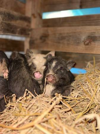 Mini pigs 1