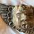 Vintage Cherub wind blower hand crafted wood Mexican Folk Art 4 thumbnail