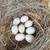 Ancona duck hatching eggs 8 thumbnail