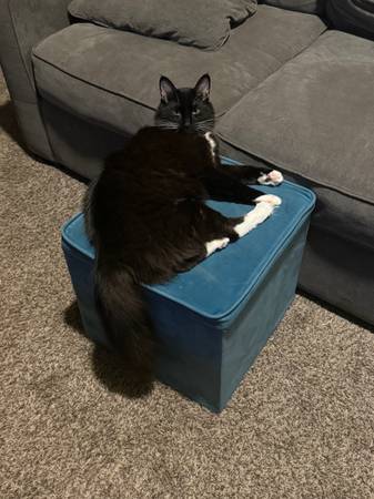 Tuxedo63869819660675121