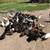 Laying Hens 1 thumbnail