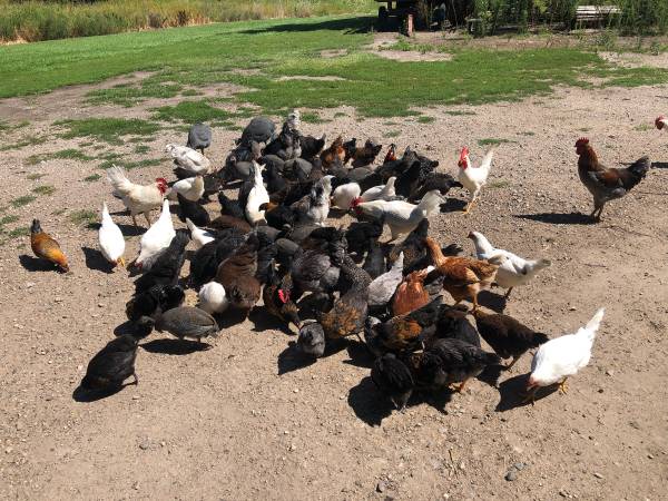 Laying Hens 1