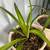 Plants 5 thumbnail