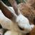 MINI REX RABBIT KITS 6 thumbnail