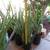 SUCCULENTS: 1 GALLON BIG ALOE PLANTS 3 for $10 7 thumbnail