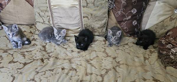 Cachorros de gato lindos y amigables $50 (Missouri city)63859317554305120