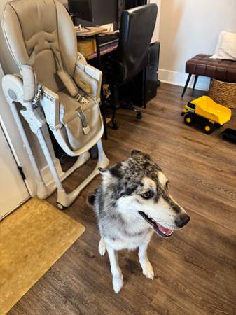Siberian Husky / Australian Shepard (Dawsonville)63752410975747121