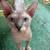 Male Sphynx 2 thumbnail