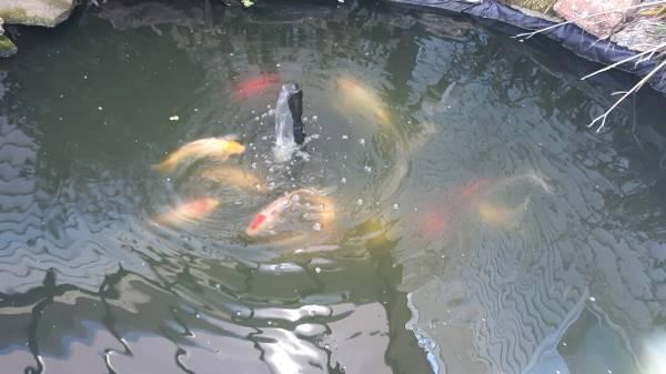 Outdoor pond fish for sale 1