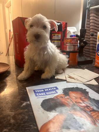 Miniature Schnauzer puppys (Houston)63859317616003121