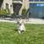 PomeraniaN Puppy 5 thumbnail