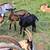 Kiko Oberhasli Cross Doelings 6 thumbnail
