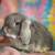 💗💕💝 Holland Lop Bunnies 💝💕💗 8 thumbnail