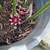 Cast Iron Plants 2 thumbnail