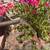 Old Watering can - STORAGE FIND - could be cleaned up - no holes 12 thumbnail