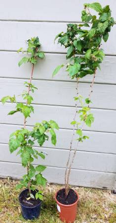 Raspberries, thornless, planted in one-gallon pots - $20 (berkeley)63439510934787121
