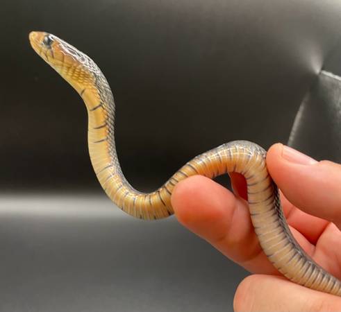 Serpiente indigo de Texas bebé (Oceanside)63894602355331123