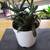 Succulent House Plant #4 3 thumbnail